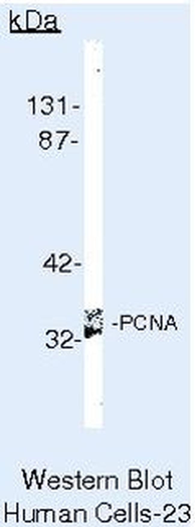 PCNA Antibody in Western Blot (WB)