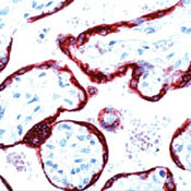 CSH1 Antibody in Immunohistochemistry (Paraffin) (IHC (P))