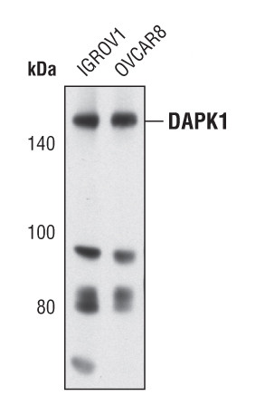 DAPK1 Antibody in Western Blot (WB)