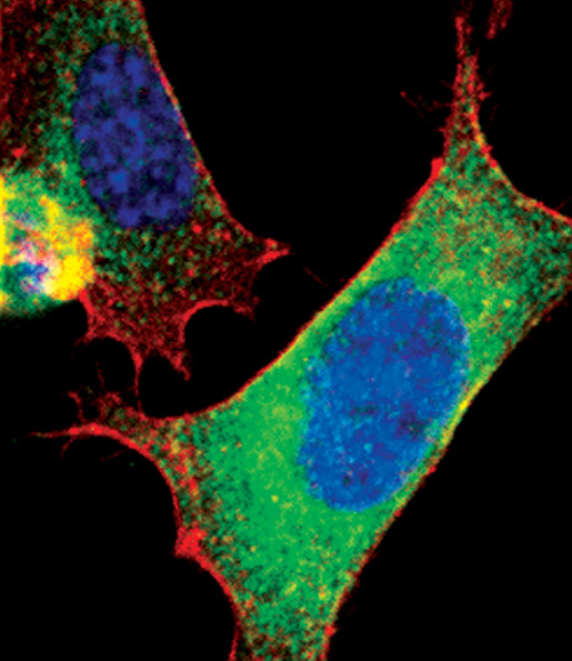 CRMP2 Antibody in Immunocytochemistry (ICC/IF)