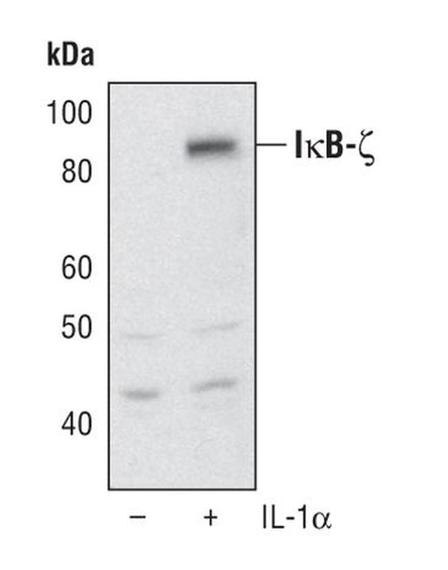 IkB zeta Antibody in Western Blot (WB)