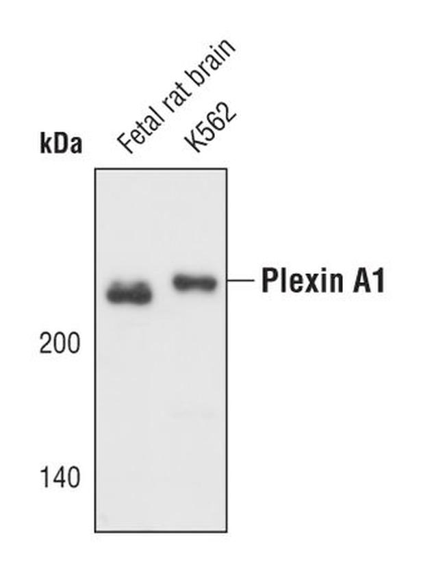 Plexin-A1 Antibody in Western Blot (WB)