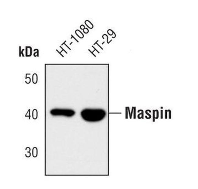 Maspin Antibody in Western Blot (WB)