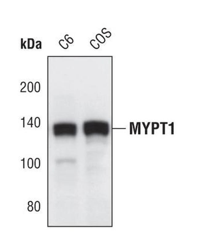 MYPT1 Antibody in Western Blot (WB)