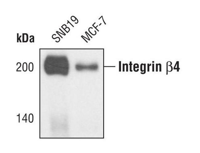 CD104 Antibody in Western Blot (WB)