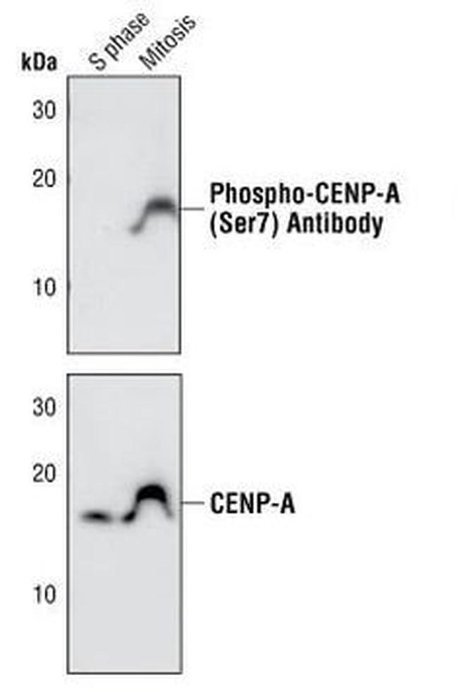 SILVA Boussole Pouce/Crs.Or, Silva, Nor Spectra, Blister