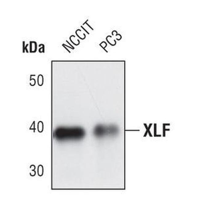 XLF Antibody in Western Blot (WB)