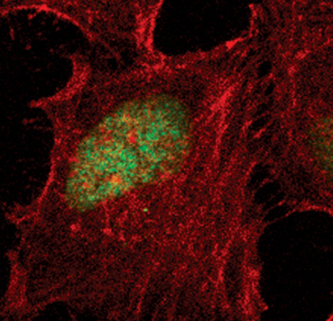 Phospho-HP1 gamma (Ser83) Antibody in Immunocytochemistry (ICC/IF)