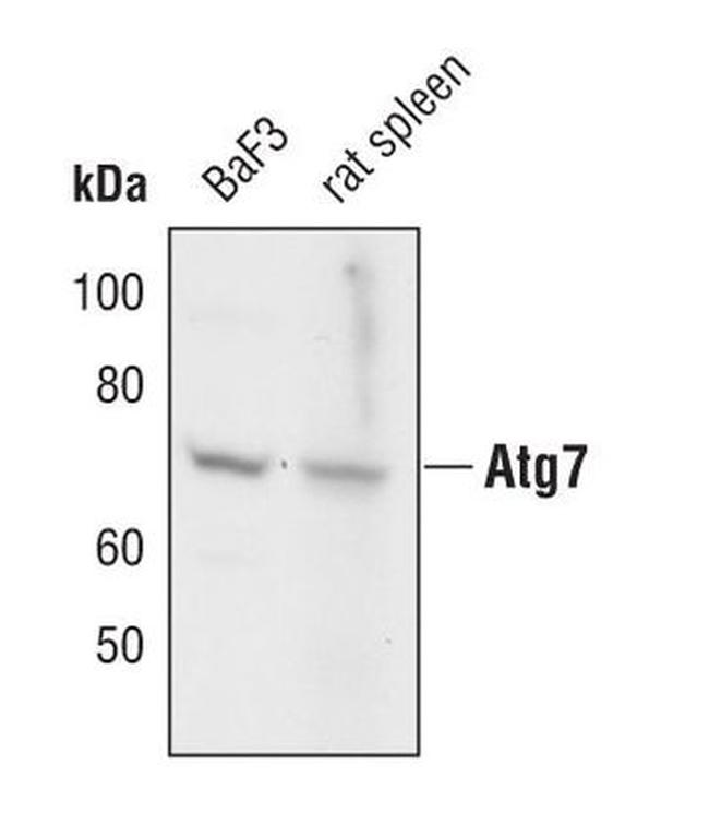 ATG7 Antibody in Western Blot (WB)