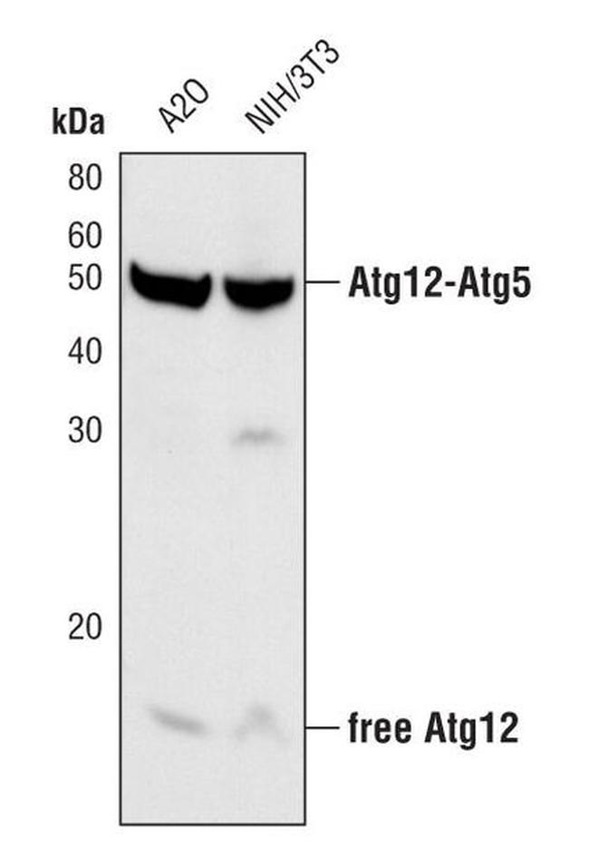 ATG12 Antibody in Western Blot (WB)