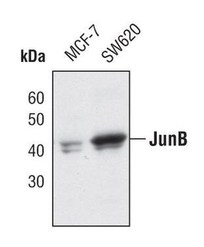 JunB Antibody in Western Blot (WB)