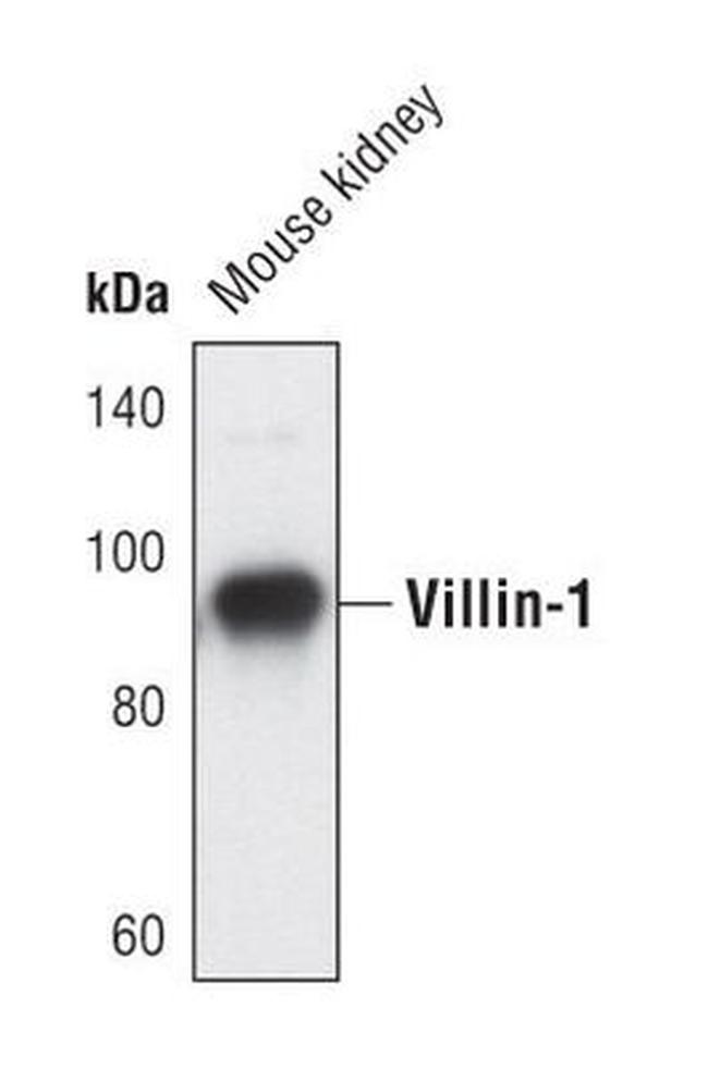 Villin Antibody in Western Blot (WB)