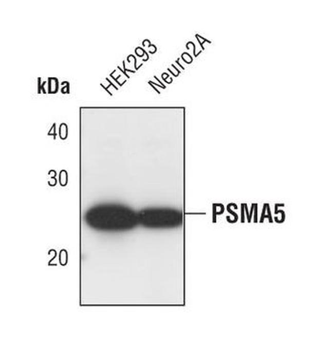 PSMA5 Antibody in Western Blot (WB)
