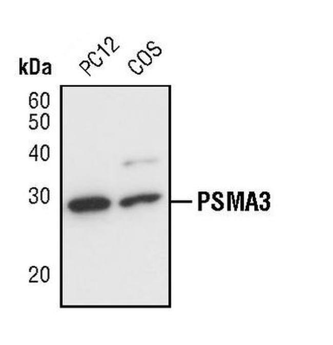 PSMA3 Antibody in Western Blot (WB)