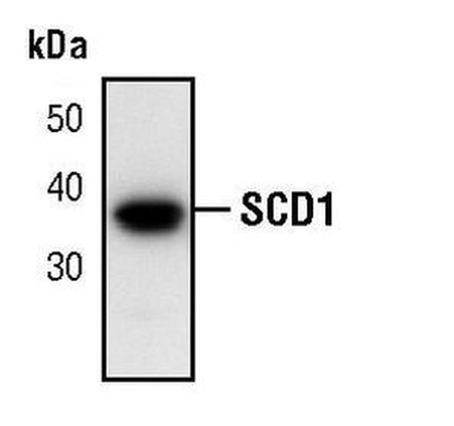 SCD Antibody in Western Blot (WB)