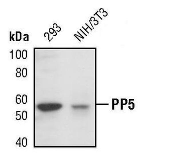PP5 Antibody in Western Blot (WB)