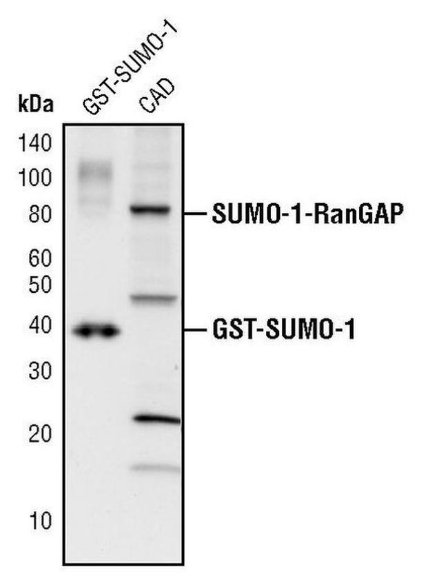 SUMO1 Antibody in Western Blot (WB)