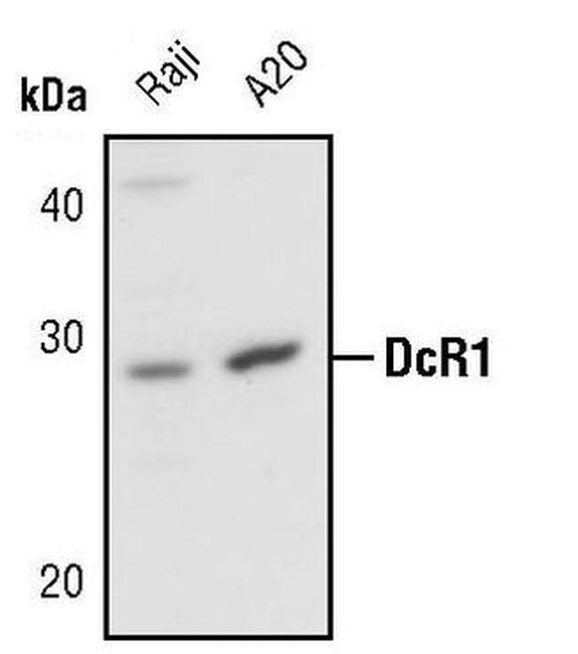CD263 (TRAIL-R3) Antibody in Western Blot (WB)