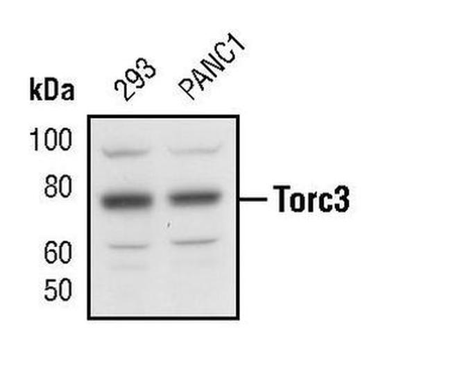 CRTC3 Antibody in Western Blot (WB)