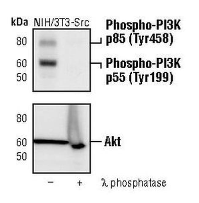 Phospho-PI3K p85/p55 (Tyr458, Tyr199) Polyclonal Antibody (PA5-17387)