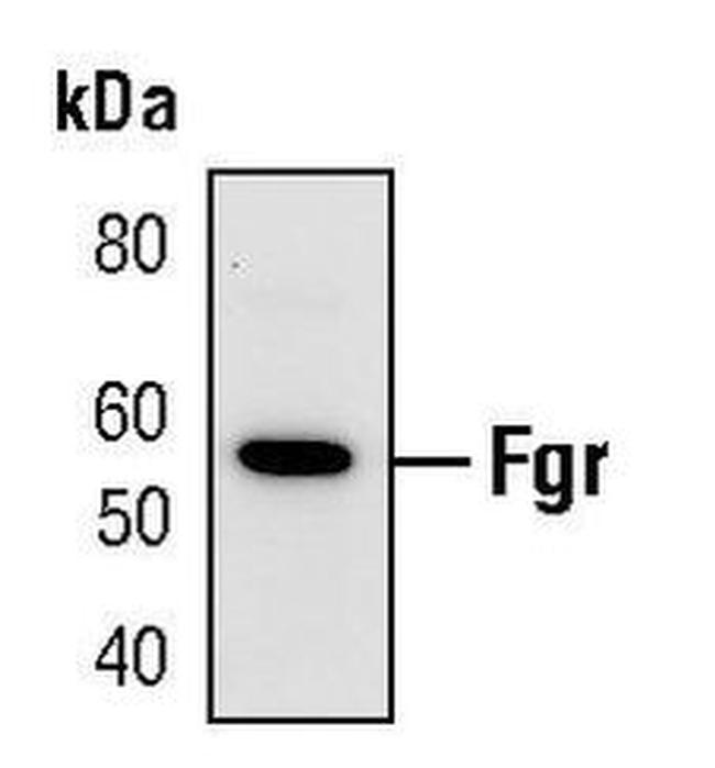 FGR Antibody in Western Blot (WB)