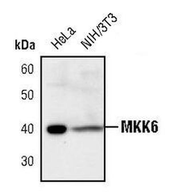 MEK6 Antibody in Western Blot (WB)