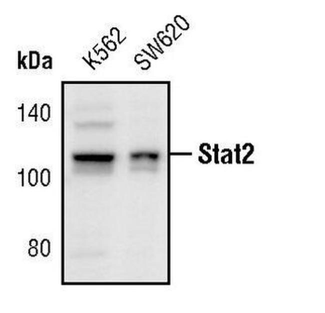 STAT2 Antibody in Western Blot (WB)