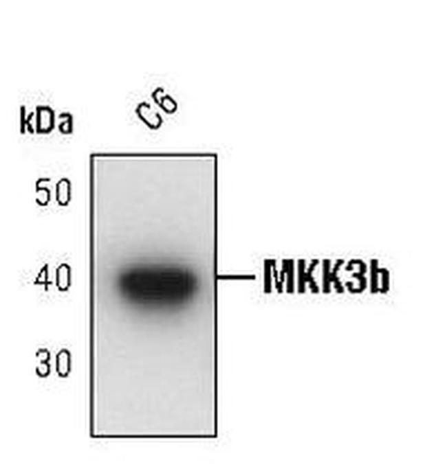 MEK3 Antibody in Western Blot (WB)