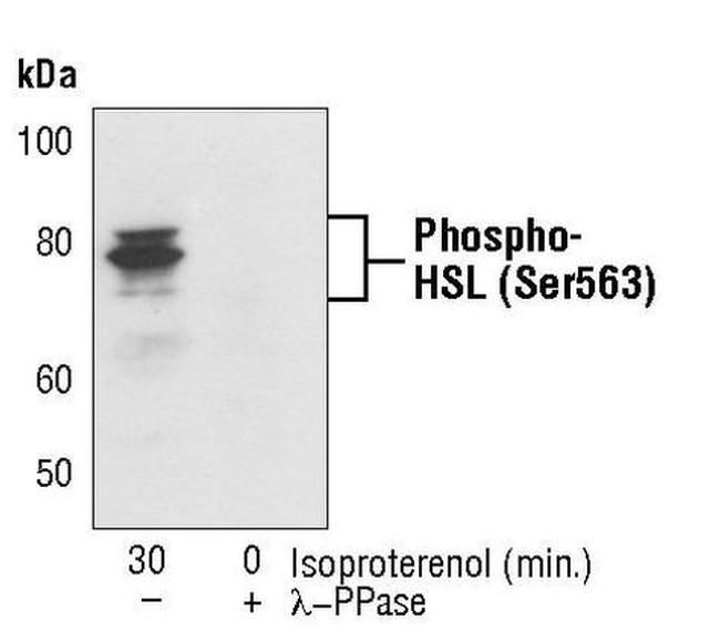 Phospho-HSL (Ser563) Antibody in Western Blot (WB)