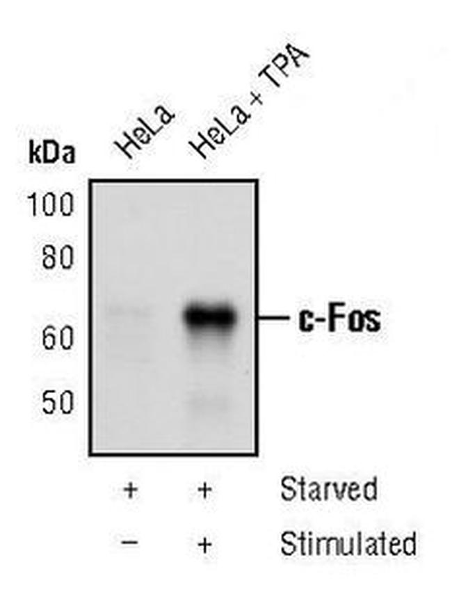 c-Fos Antibody in Western Blot (WB)