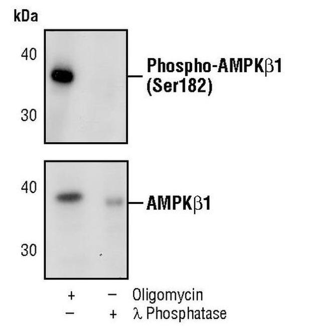 Phospho-AMPK beta-1 (Ser182) Antibody in Western Blot (WB)