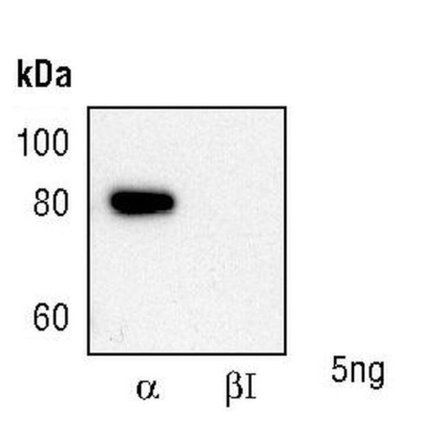 PKC alpha Polyclonal Antibody (PA5-17551)