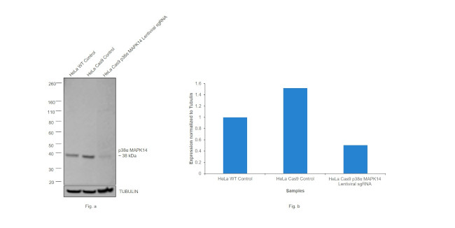 p38 MAPK alpha Antibody