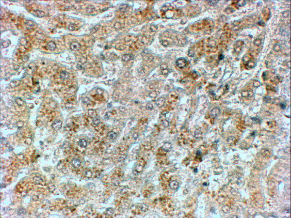 GADD34 Antibody in Immunohistochemistry (Paraffin) (IHC (P))