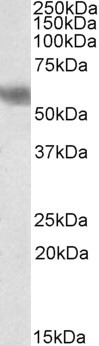 DUSP8 Antibody in Western Blot (WB)