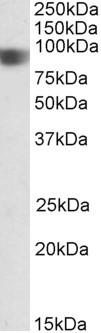 NOD1 Antibody in Western Blot (WB)