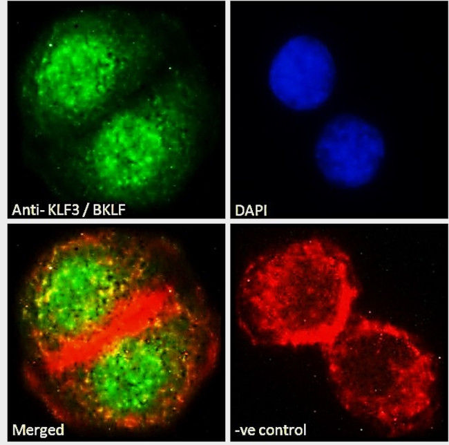 KLF3 Antibody in Immunocytochemistry (ICC/IF)