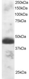 TFEC Antibody in Western Blot (WB)