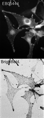 Melanophilin Antibody in Immunocytochemistry (ICC/IF)