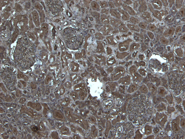 Flotillin 1 Antibody in Immunohistochemistry (Paraffin) (IHC (P))