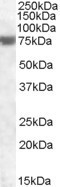 FEM1A Antibody in Western Blot (WB)