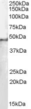 SF3B4 Antibody in Western Blot (WB)