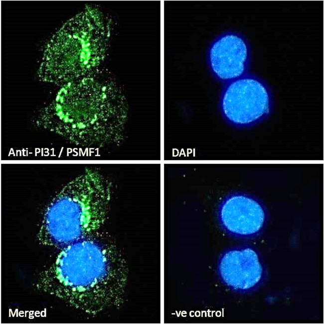 PSMF1 Antibody in Immunocytochemistry (ICC/IF)