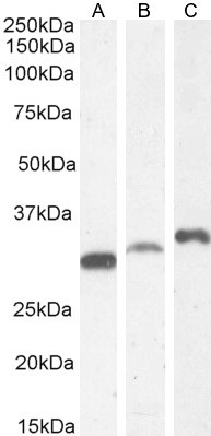 PSMF1 Antibody in Western Blot (WB)