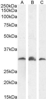 PSMF1 Antibody in Western Blot (WB)