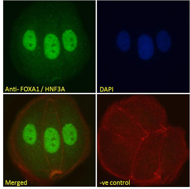 FOXA1 Antibody in Immunocytochemistry (ICC/IF)