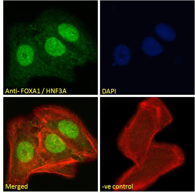 FOXA1 Antibody in Immunocytochemistry (ICC/IF)