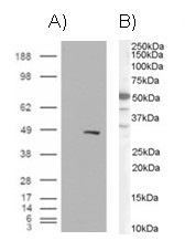 BAF57 Antibody in Western Blot (WB)