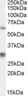 VAM1 Antibody in Western Blot (WB)