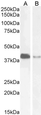 PAR6 Antibody in Western Blot (WB)